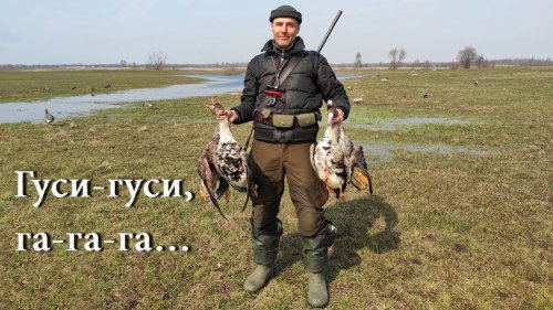 Открытие сезона охоты на гуся и селезня с подсадной.