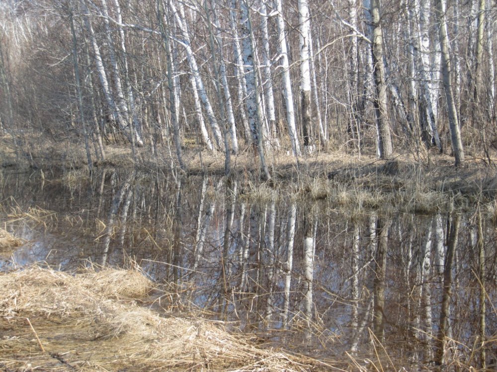 берёзки