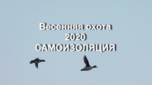 Весенняяохота 2020. Самоизоляция