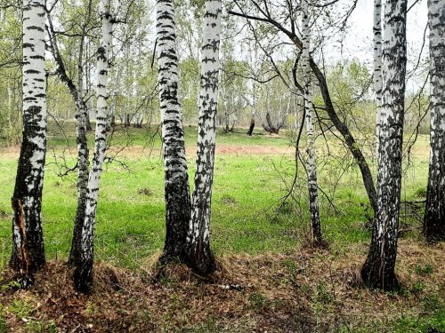 В Майском лесУ...