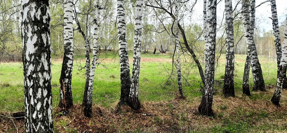 В Майском лесУ...