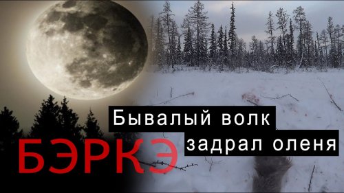 Бывалый волк задрал оленя. Дорога домой.