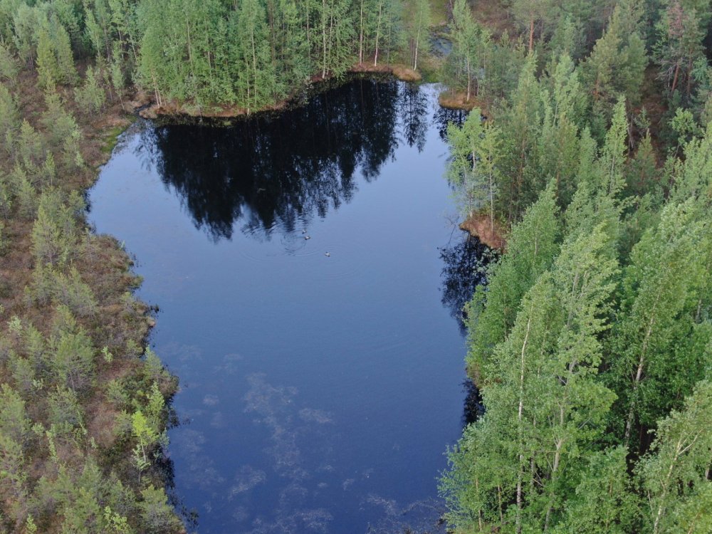 Крякаши