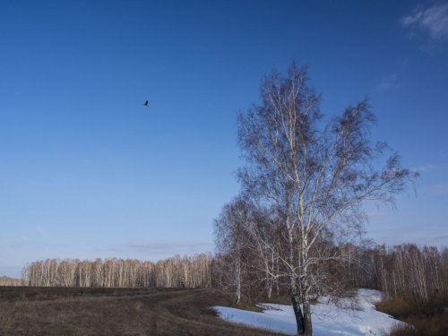 Журавли летят