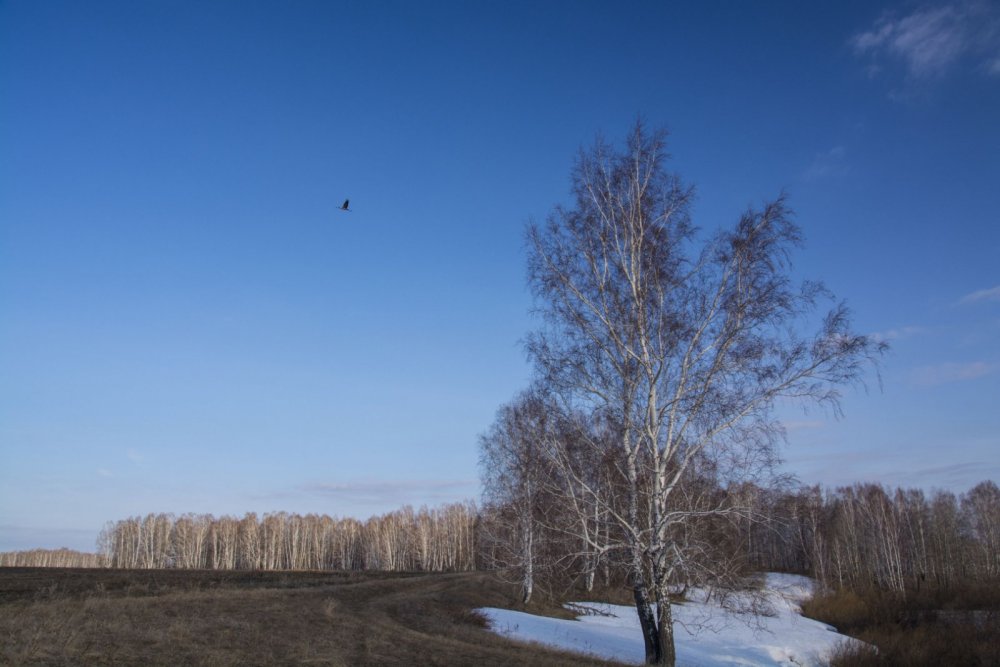 Журавли летят