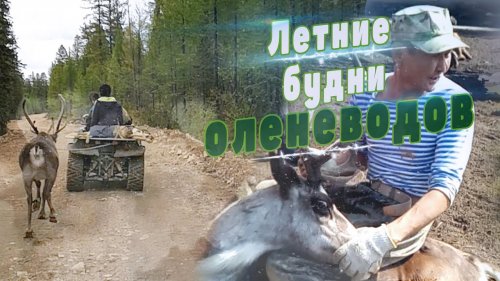 Чипирование оленей. Золотодобытчики.