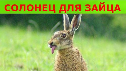 Солонцы для зайца весной