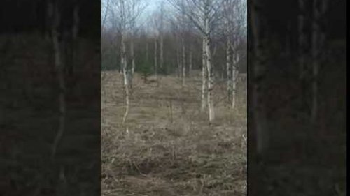 Гон зайца
