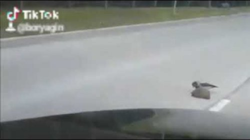 Ворона помогает ежику пересечь дорогу