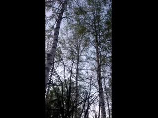 Соболишка.
