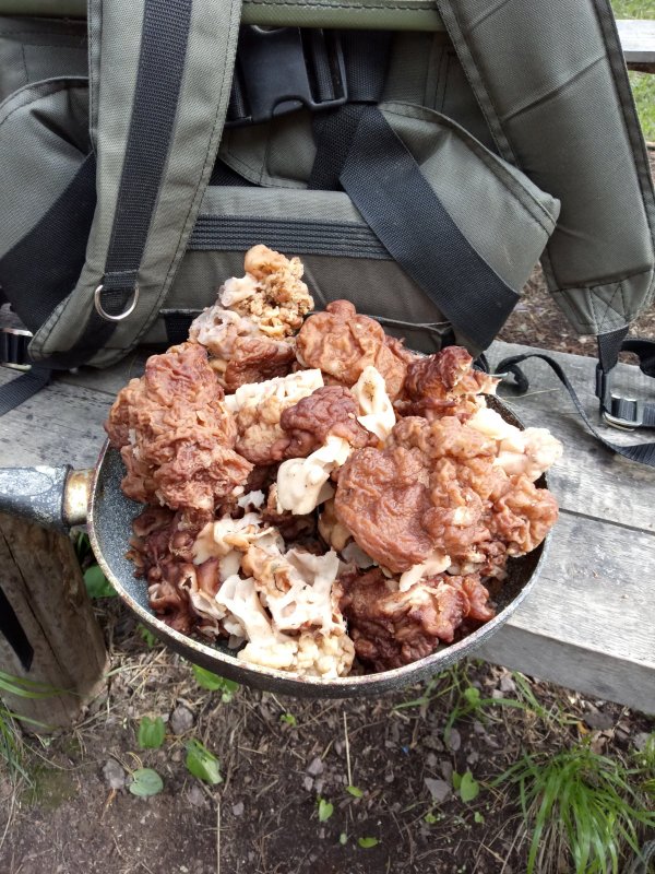 Первые грибы.