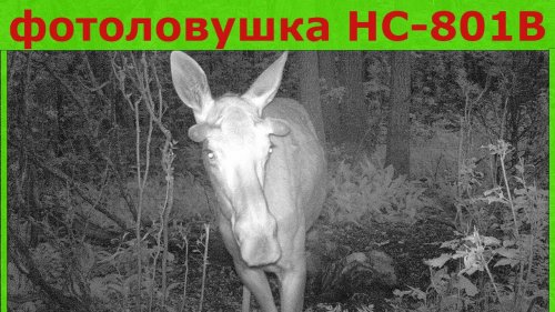 Лоси на фотоловушке HC 801B