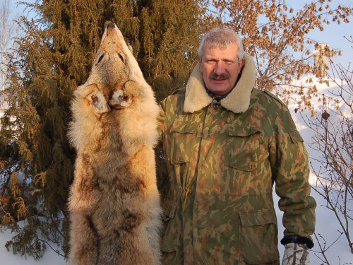 Шкура серого разбойника, попавшего в капкан