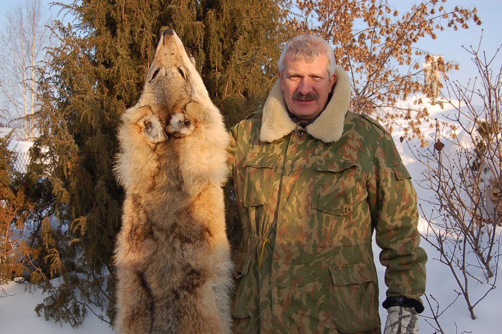 Шкура серого разбойника, попавшего в капкан