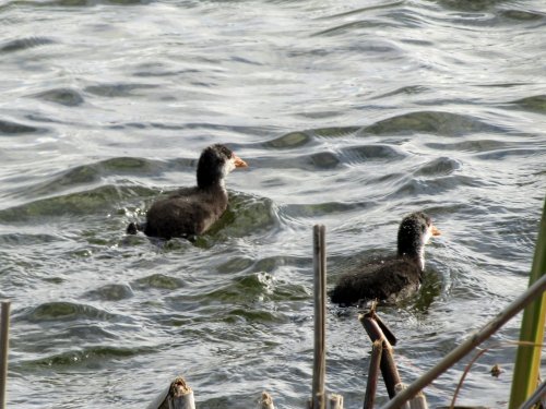 Птенцы лысухи
