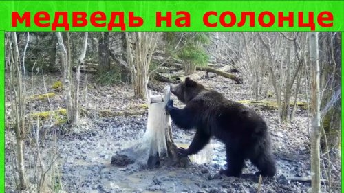 Медведь на солонце