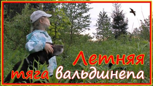 Летняя тяга вальдшнепа