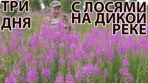 Три дня с лосями на дикой реке
