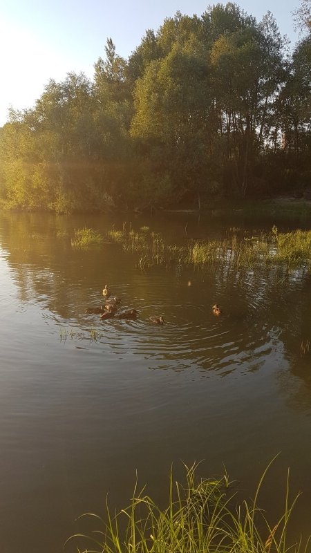 Выводок