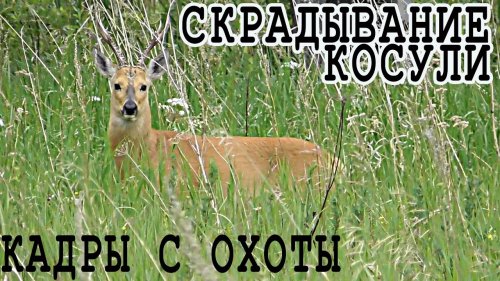 Кадры с охоты Скрадывание косули