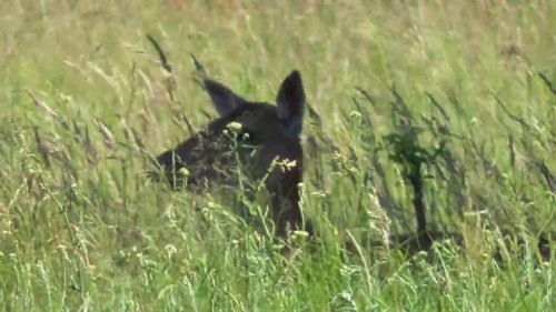 Лесной олень отдыхает, пасется. Forest deer resting, grazing