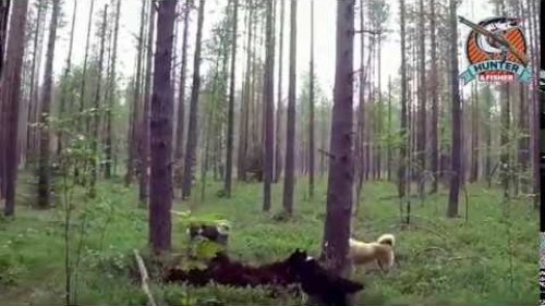 Уничтожение медведя людоеда