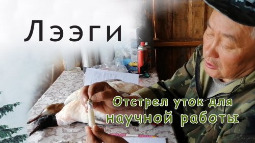 Отстрел уток для научной работы.