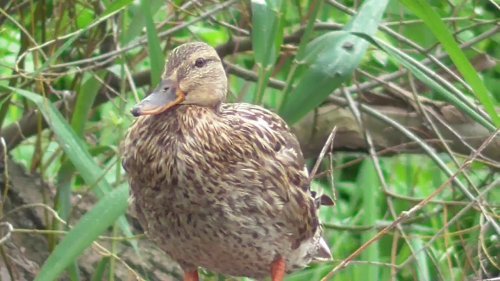 Хорошо устроились. Кряквы на дереве. Well settled down. Mallards on the tree