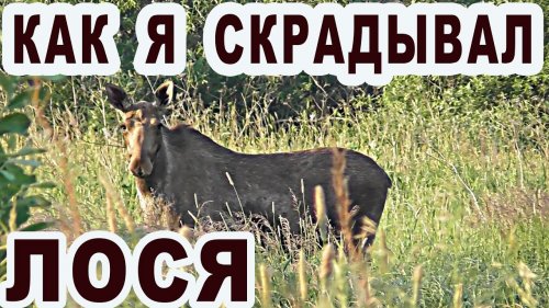 Как я скрадывал лося