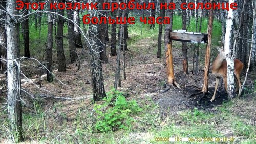 Самец косули на солонце