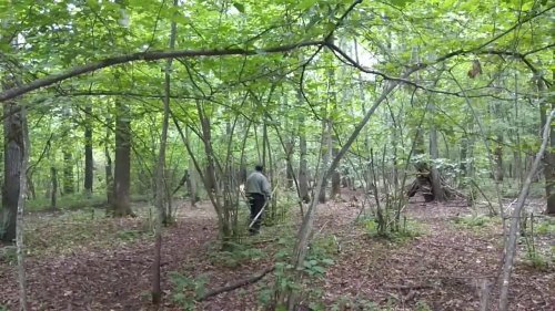 Притравка (первый показ зверя) молодых лаек на кабана.