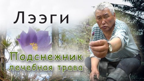 Подснежник, как лечебное растение.