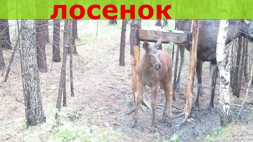 Камеры на солонцах. Фотоловушка HC801