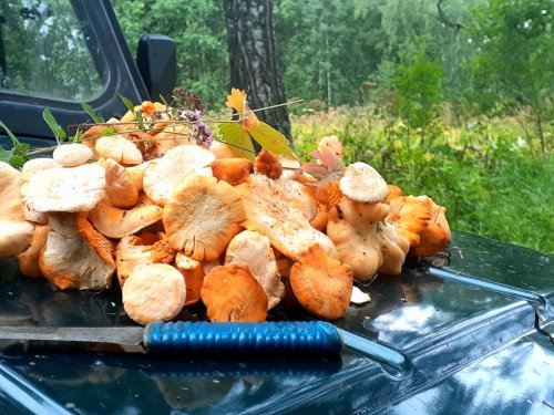 Лисята на жарёху...