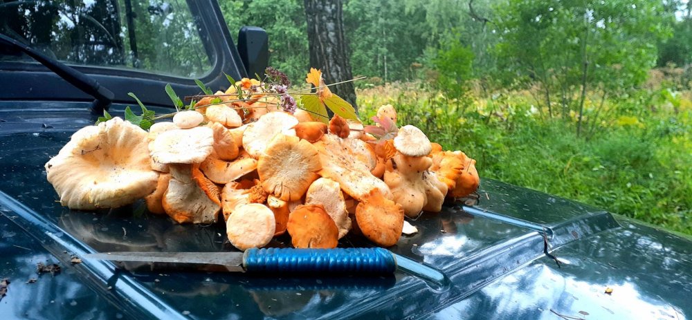 Лисята на жарёху...