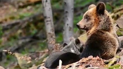 Вести из леса. Медведица с медвежонком