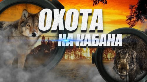 Охота на кабана, но и без волка не обошлось. Выстрел по волку на 100 метров.