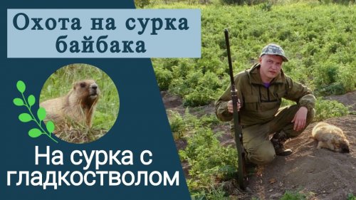 Охота на сурка с гладкостволом