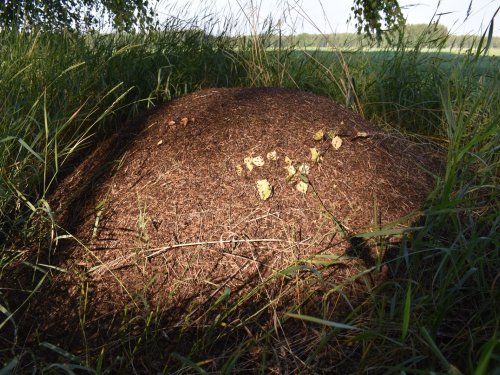 Довольно не малый Муравейник ...Для наших мест...