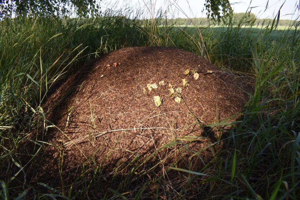 Довольно не малый Муравейник ...Для наших мест...