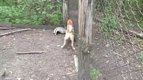 Притравка собаки