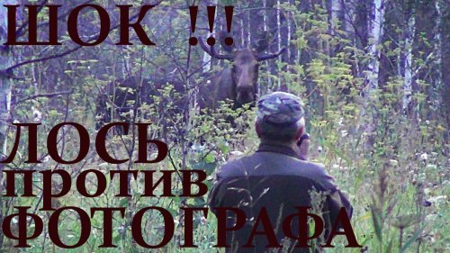 ШОК Лось против фотографа