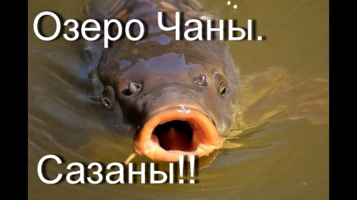 Озеро Чаны. Сазаны на удочку лайт!!!