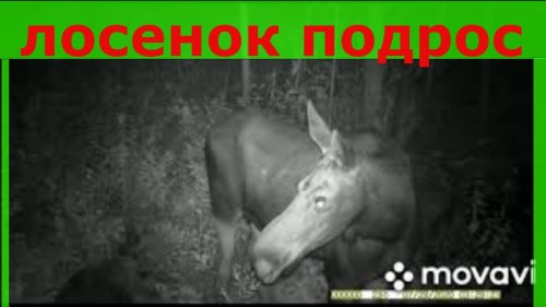 ЛОСИ: ДВЕ стрелки и детеныш