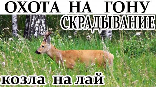 Охота на гону. Как скрадывать козла на лай