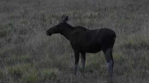 Лосиха вышла на луг вечером. The elk went out to the meadow in the evening