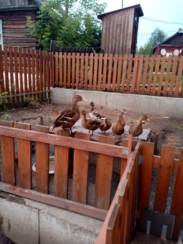Лекторша