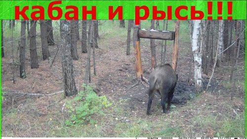 Фотоловушка Кабан и РЫСЬ