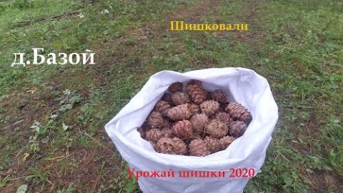 Сбор шишек в деревне  Базой август 2020
