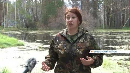 Рыбный дождь на юге Красноярского края